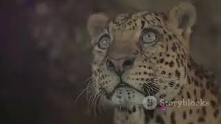 Animal Revenge Story
