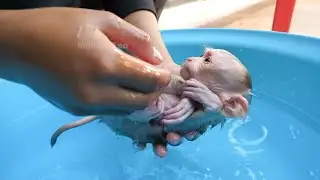Monkey Bi is bathed in warm water