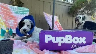 PUPBOX Unboxing with 6 Months Old Puppy | Dog Subscription Box (July 2022)