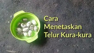 Cara  Menetaskan Telur Kura-kura secara Alami