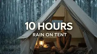 Emma Watson: Rain in the Birch Forest - Heavy Rain on Tent for Focus, Study & Calm