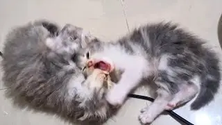 Kittens wrestling hard and fighting using bunny kicks