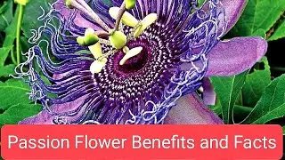#KrishnaKamal #PassionFlower #Passiflora #Flower #Nature #Fact #Benefits #Fruit #yt  #travel #garden