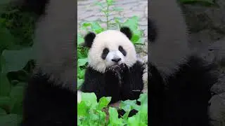 funny 🤣 panda shorts
