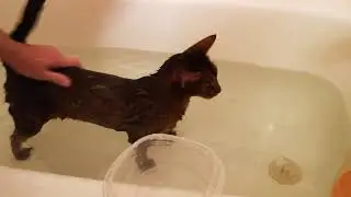 Cute Abyssinian Cat Larry gets a bath and is calm