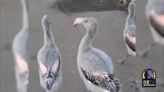 Our Chilean Flamingo Chicks Have Their Names!