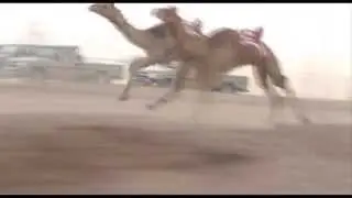 الشوط الثاني حقايق بكار الفائز جميله لسيد مبارك ابو ربعه