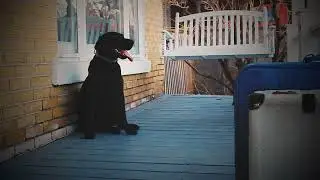 Even the Dog Knows by Jason F. Wright | Official Book Trailer