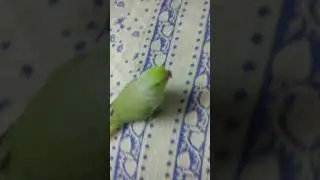 Tum itne cute🥰Q ho #talking parrot #dancing #ringneck mitthua 🤣#Ye kya mitthu beta #cute voice 🦜