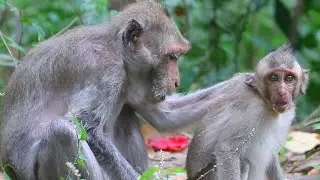Mama Jade Walk Her Javor To find Food in Morning after Down From Tree on Nov17,2025/Vs.5k743.Ambers