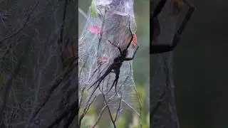 100 Seconds Of Algonquin Park Fauna Madness