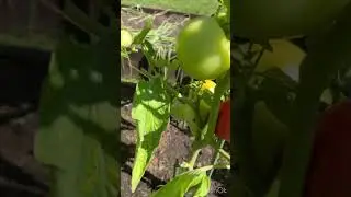 Помидоры #томаты #СадДача