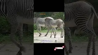 Zebra Walking with baby zebra || #zebra #zebravideo #zebrababy #babyzebra #zebravideos #zebrashorts
