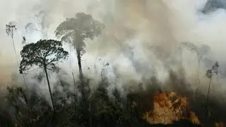 Brazil: who is setting fire to the Amazon?