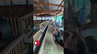 System kandang bebek petelur yang ideal - Model kandang kering dapat mengurangi tingkat stres bebek.