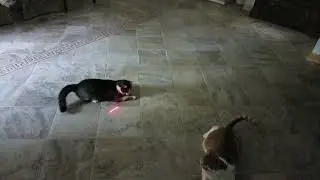 Cats Chasing Red Dots