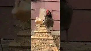 Pumped up Chickens #music #dance #love #chicken #funny #animals #hen #chickenfun #henchicken #birds