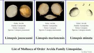 List of Mollusca of Order Arcida Family Limopsidae. limopsis cristata minuta aurita sulcata Jams