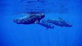 The sound of the giants - whale sounds
