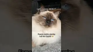Fluffy Cat in Famous Movies 😅🎬 #ragdolls #fluffy #hollywood  #movie #cats #takeover #funny #ai