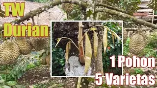 Hasil Top Working Durian, 1 Pohon 5 Varietas