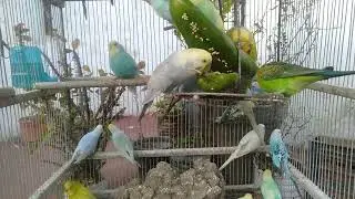 These Calm Birds Feel Perfect for a Peaceful Home
