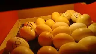 How to hatch eggs with incubator| Eggs Hatching| Incubator se choozy kaise nikalain