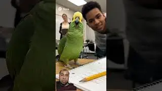 Teacher Said No Talking Parrot Said Then Stop Breathing #shorts #funny #fun #foryou #birds #cute