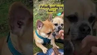 Puggle is more patient than Frenchie .. (sausage in description)😂 #dogs