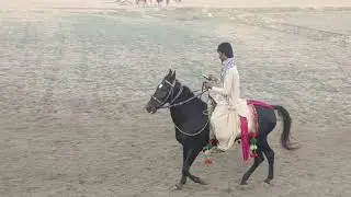 Laila ghori owner Shabu khan Makwal#lailaghori#kalacolony#balochihorses#singlefooter