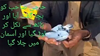 استاد وحید صاحب نیو بچو کو رنگ لگا کر پنجرے میں چھور رہے ھیں 