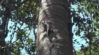 Tree Climbing Monitor Lizard | Conway National Park