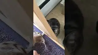 The SECRET to get your LAZY cat to play #shorts