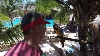 Aviarius Exhibit in Costa Maya, Mexico