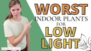 Don't Grow THESE! | Worst Houseplants for Low Light