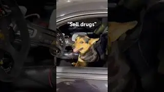 Dog driving a Porsche GT3! #porsche #supercar #automobile