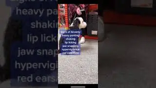 Dog Anxiety Signs