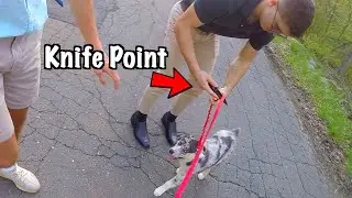 Thieves Steal My Puppy (Knife Point)
