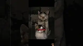 His Father #cat #shortsfeed #shorts #explore #new #viralvideo #trending #memes