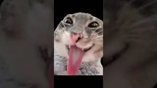 freaky billy 😳 #catshorts #blep #cat #funnyshorts #cute