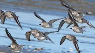 Dunlin sandpiper bird call sound & flock flying