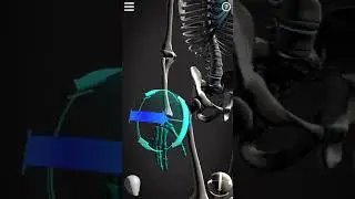 Proximal and distal radioulnar joint movements
