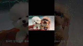 Chill Pop with Cute Dogs #PopSongs#CuteDogs#CafeVibes#CozyMusic#MusicShorts