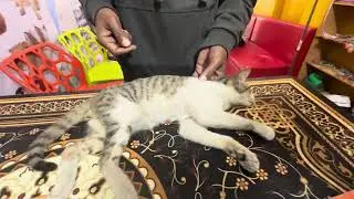 Veterinary Emergency Clinic 01912251312 Dog Vaccination Cat Vaccination Avian Vet FishVet Exotic Vet