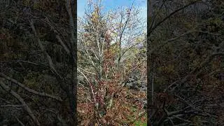 Trees Give Protection to Our Environment