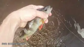 Perch on a bottom rod Asari uz gruntsmak&scaron;ķeri