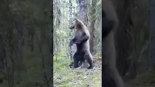 Bear dance on Friday #animal #bear #dance