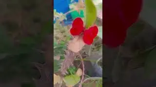 prity little baby 🌹🌹🌺🌼🌸 #gardening #morninghabits