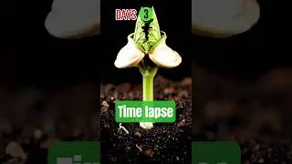 Mini pumpkin growing process #shorts #timelapse #pumpkin