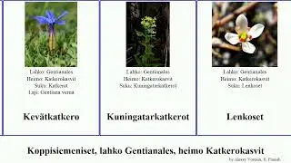 Koppisiemeniset, lahko Gentianales, heimo Katkerokasvit major angiosperms olivieri pusilla pumila